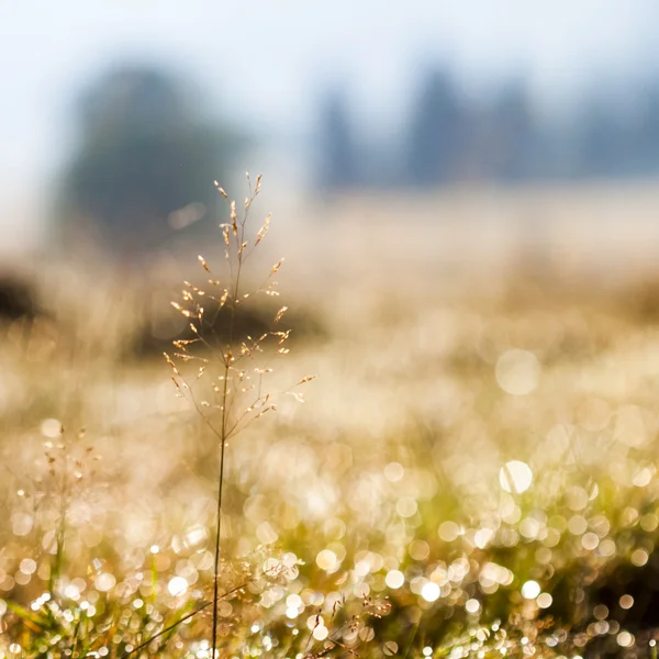 Plants and vegetation in the morning light with beautiful bokeh — Stock Photo, Image