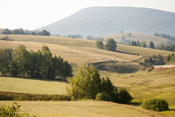 Paesaggio montano rumeno con nebbia e alberi — Foto Stock