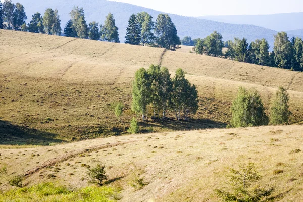 Sis ve ağaçları ile Romanya dağ manzarası — Stok fotoğraf