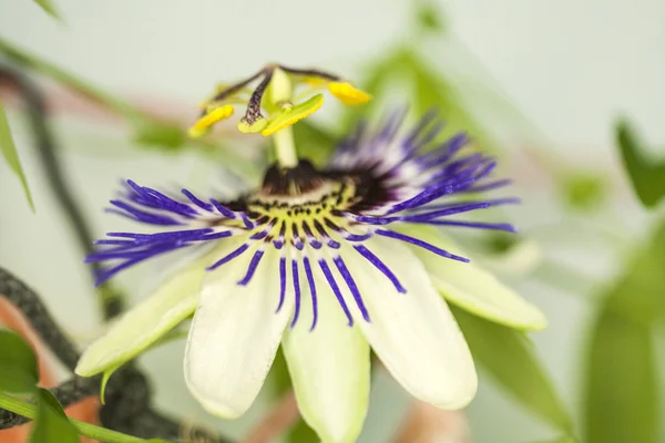 Fleur de passion (Passiflora incarnata) avec détails — Photo