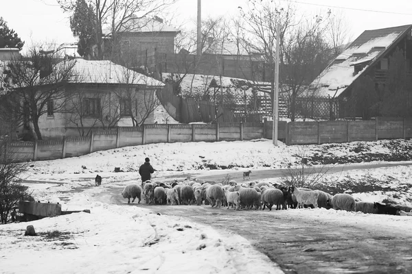 Cena de inverno no campo com cabras — Fotografia de Stock