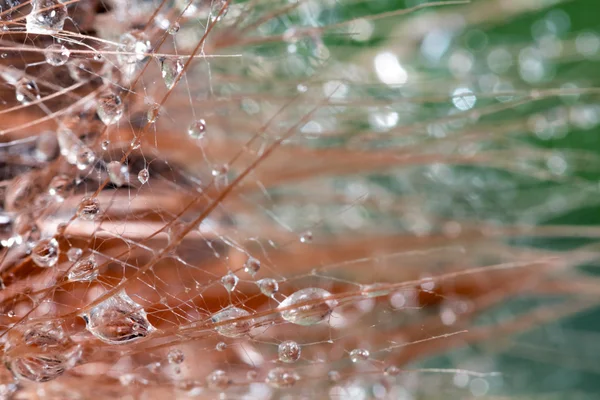 Semillas de diente de león con gotas de agua sobre fondo natural — Foto de Stock