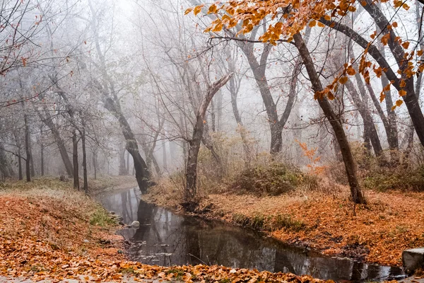 Plantas y árboles congelados con detalles y niebla en el parque a finales de otoño — Foto de Stock