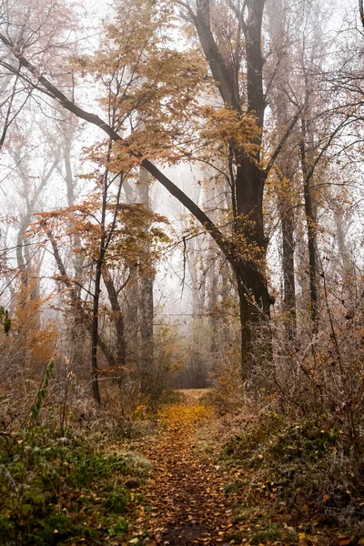 Frysta växter och träd med detaljer och dimma i parken i slutet av hösten — Stockfoto