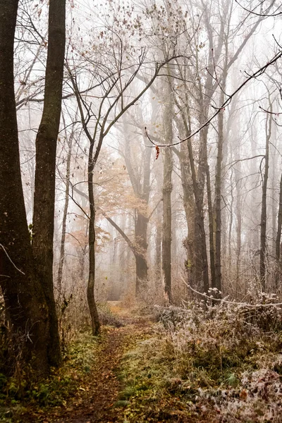 Zmrazené rostliny a stromy s detaily a mlha v parku na konci podzimu — Stock fotografie