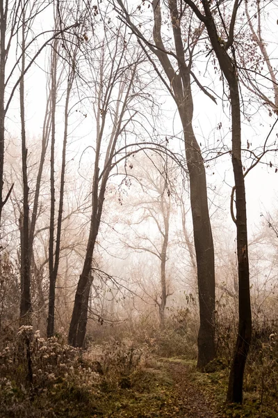 Замороженные растения и деревья с деталями и туманом в парке в конце осени — стоковое фото