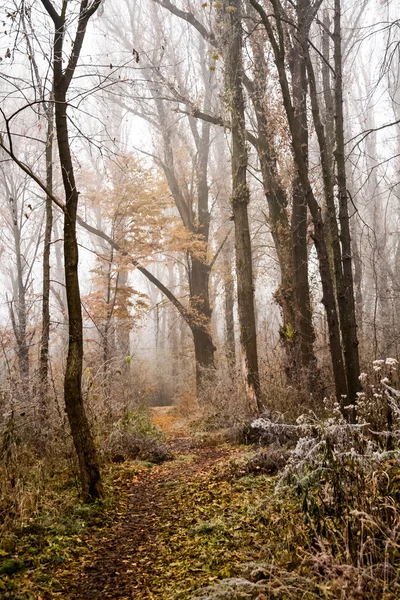 Bevroren planten en bomen met details en mist in het park aan het eind van de herfst — Stockfoto