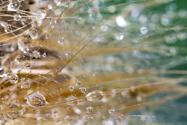 Semillas de diente de león con gotas de agua sobre fondo natural — Foto de Stock