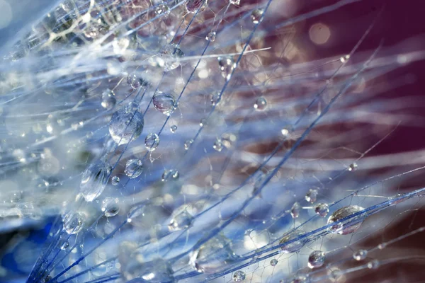 Semillas de diente de león con gotas de agua sobre fondo natural — Foto de Stock