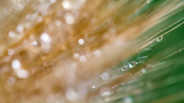 Semillas de diente de león con gotas de agua sobre fondo natural — Foto de Stock