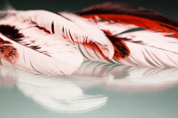 Красочное петушиное перо с деталями и рефлексами — стоковое фото