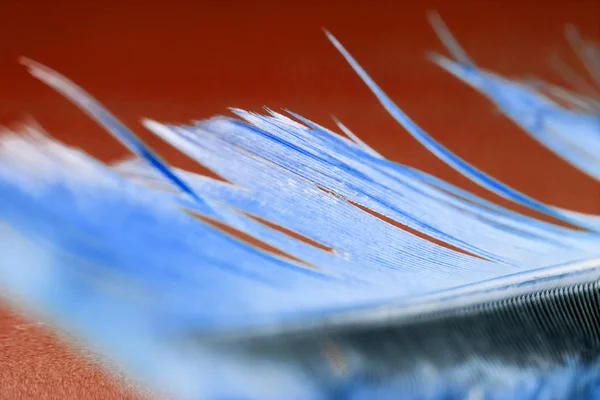 Pena de galo colorido com detalhes e reflexões — Fotografia de Stock
