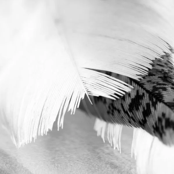 Pluma colorida del gallo con detalles y reflexiones — Foto de Stock