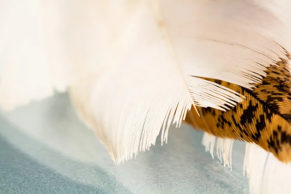 Färgglada tupp fjäder med detaljer och reflexioner — Stockfoto