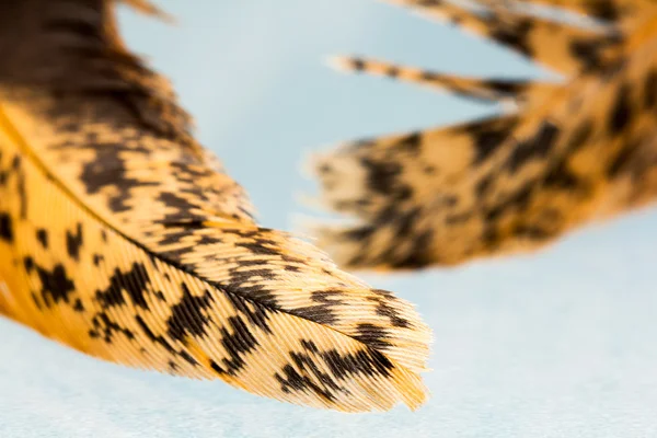 Κι-κιρίκου πολύχρωμο φτερό με λεπτομέρειες και αντανακλάσεις — Φωτογραφία Αρχείου