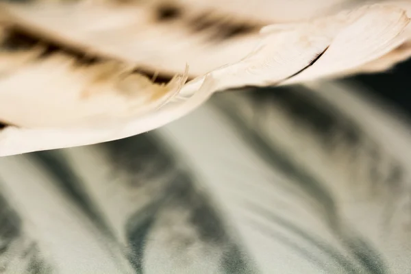 Colorful rooster feather with details and reflexions — Stock Photo, Image