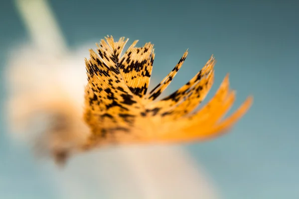 Pluma colorida del gallo con detalles y reflexiones —  Fotos de Stock