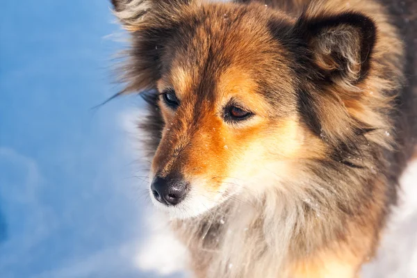 Schöner, flauschiger Hund auf natürlichem Untergrund im Winter — Stockfoto