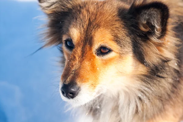 Schöner, flauschiger Hund — Stockfoto