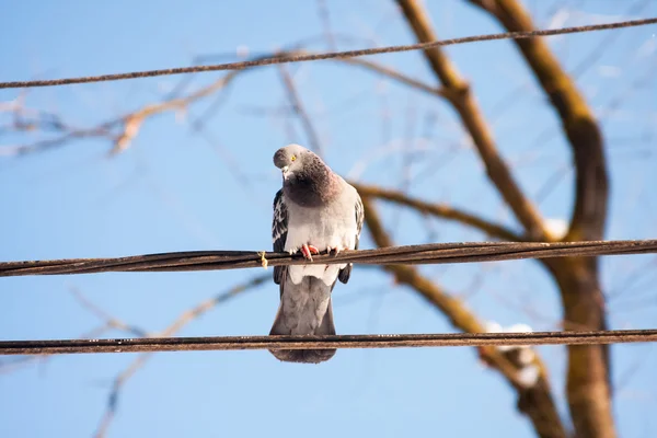 Güneşli kış günü parkta güvercinler — Stok fotoğraf