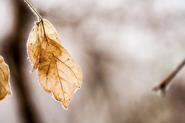 Bevroren planten en bladeren met details aan het eind van de herfst — Stockfoto