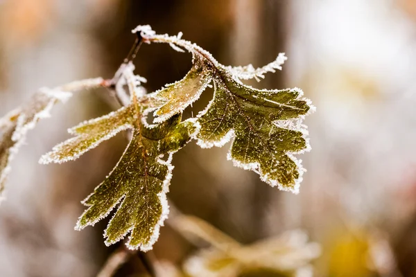 Plantes et feuilles congelées avec détails à la fin de l'automne — Photo