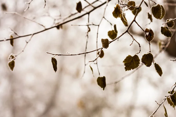 Bevroren planten en bladeren met details aan het eind van de herfst — Stockfoto