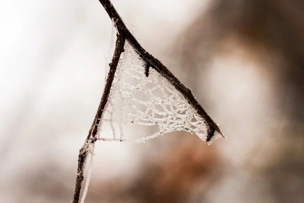 Bevroren planten en bladeren met details aan het eind van de herfst — Stockfoto