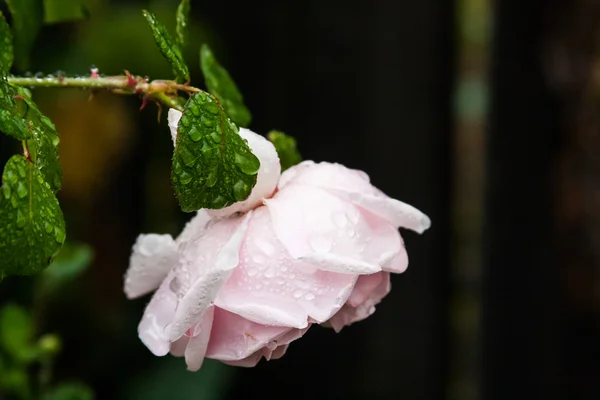 Kleurrijke, mooie, delicate rose met details — Stockfoto
