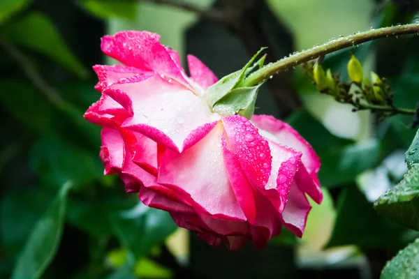 Kleurrijke, mooie, delicate rose met details — Stockfoto