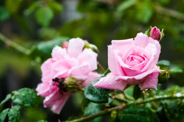 Rosa colorata, bella, delicata con dettagli — Foto Stock