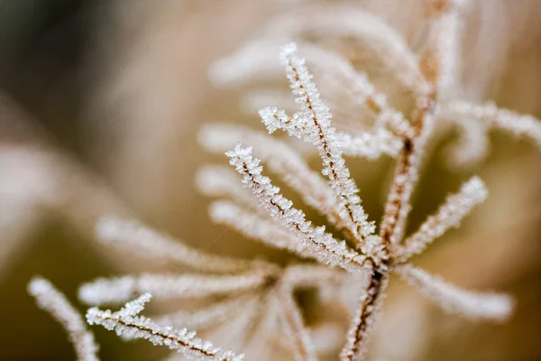 Frozen plants and leaves with details at the end of autumn — Stock Photo, Image