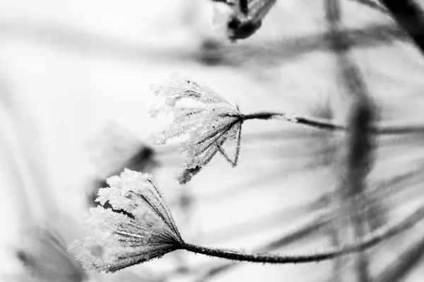 Frozen plants and leaves with details at the end of autumn — Stock Photo, Image