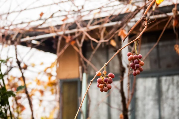 Сушеный виноград — стоковое фото