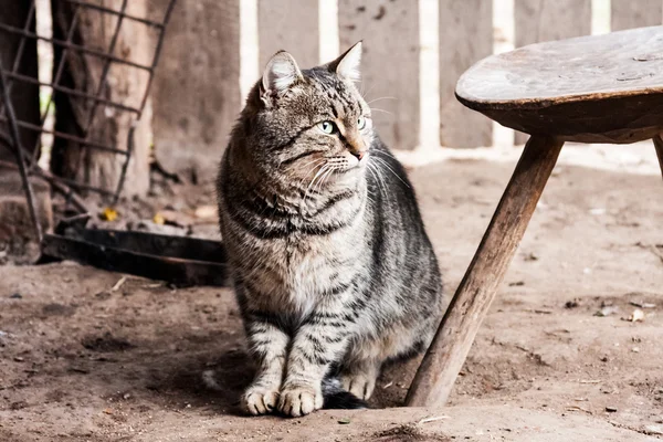 Rural scene with cat — Stock Photo, Image