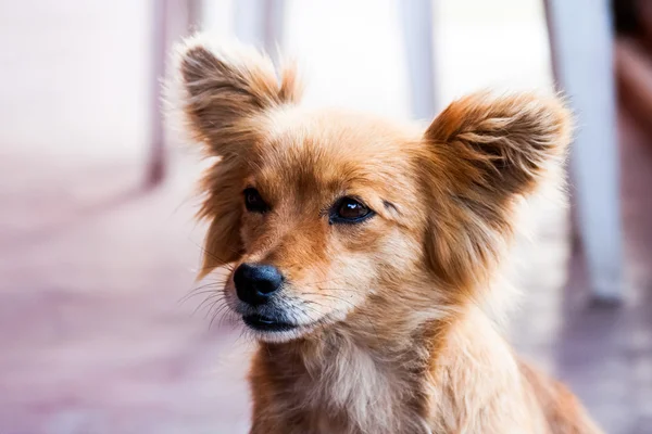 Beautiful dog standing on the street — Stock Photo, Image