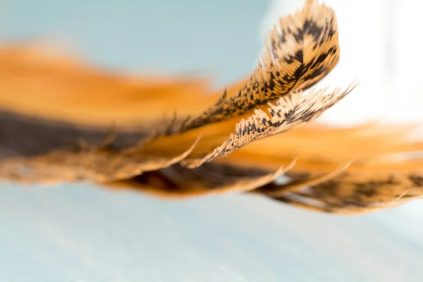 Colorful rooster feather with details — Stock Photo, Image