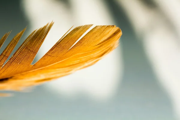 Piuma di gallo colorata con dettagli — Foto Stock