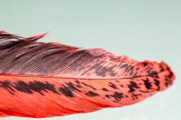 Pena de galo colorido com detalhes — Fotografia de Stock