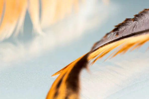 Цветное петушиное перо с деталями — стоковое фото