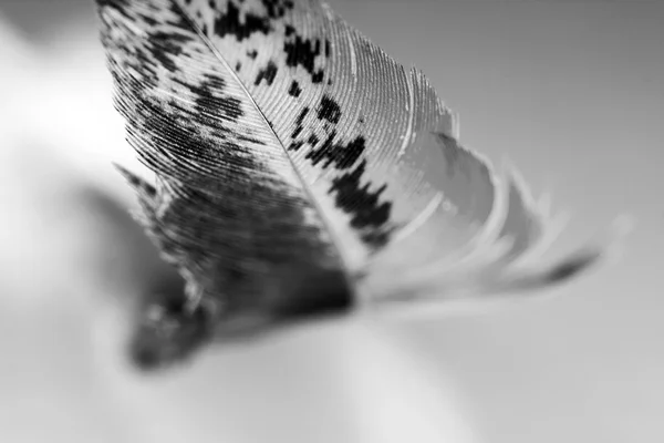 Pluma de gallo colorido con detalles — Foto de Stock