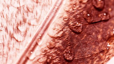 Renkli tavuk tüy ile soyut kompozisyon