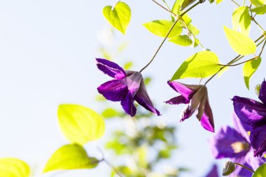 Güzel, mavi akasma çiçekler