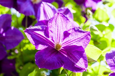 Güzel, mavi akasma çiçekler