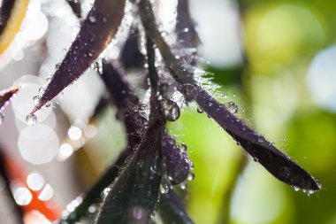 Soyut, makro kompozisyon ile yaprakları