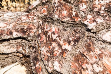 Kısmen eski ağaç ağaç kabuğu soyulmuş