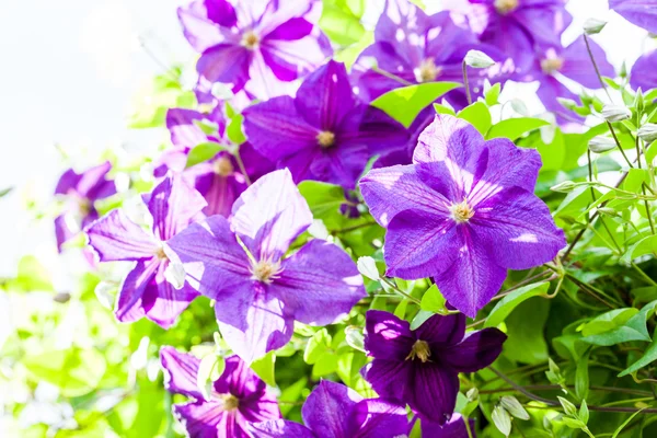 Lindas, azuis flores clematis — Fotografia de Stock