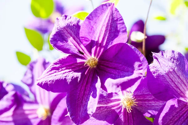 Schöne, blaue Klematisblüten — Stockfoto