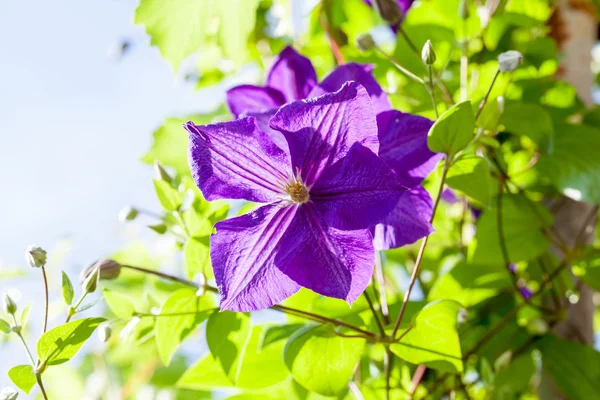 Hermosas flores azules clematis — Foto de Stock