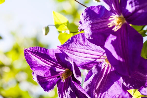 Hermosas flores azules clematis — Foto de Stock